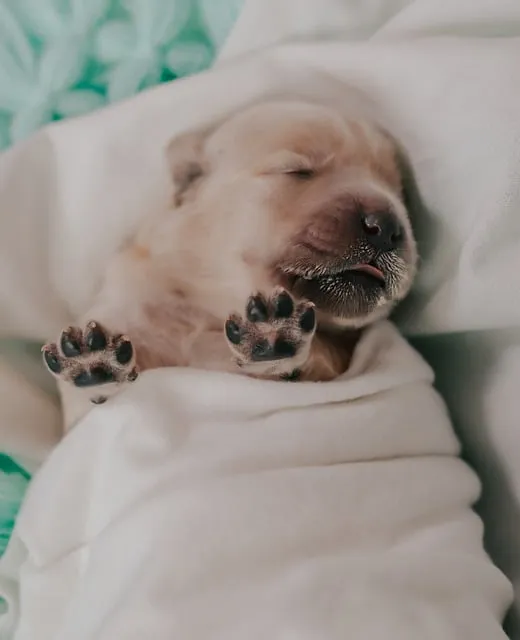 Free Golden Retriever Puppy Golden Retriever photo and picture