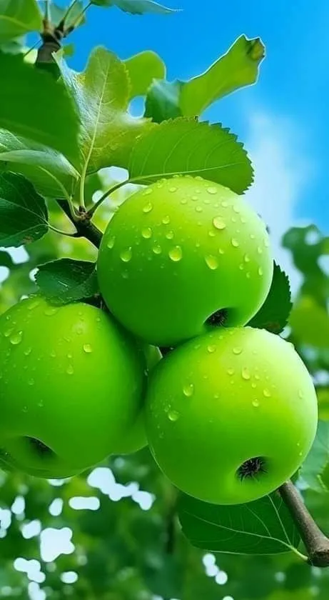 🍏Fresh Apple's🍏🍏🍏