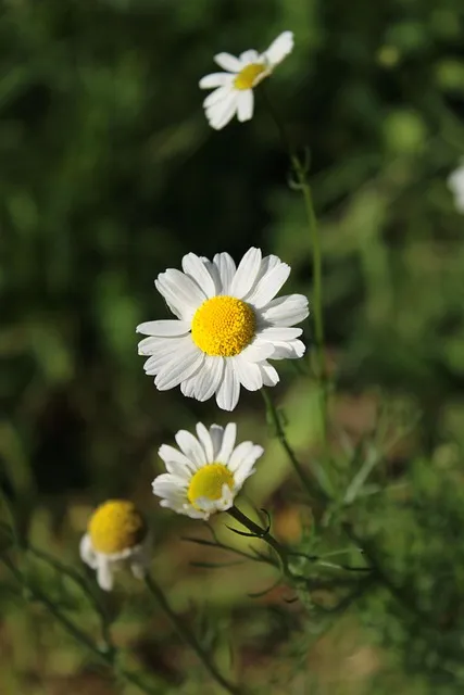 Free Flower Plant photo and picture