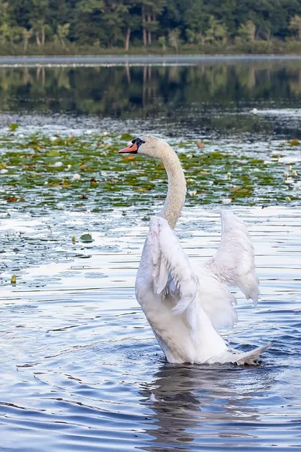 Free Bird Swan photo and picture