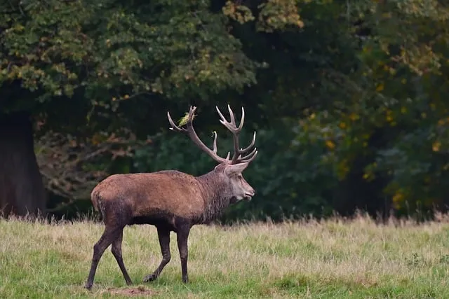 Free Deer Forest photo and picture