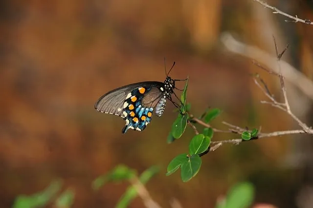 Free Butterfly Nature photo and picture