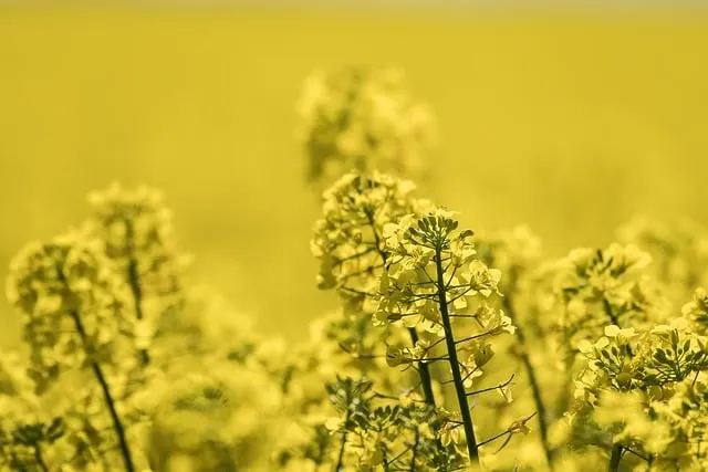 Free Rapeseed Field Nature photo and picture