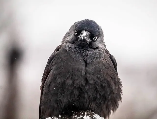 Free Jackdaw Wallpaper Hd photo and picture