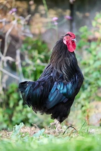 Free Haan Chicken photo and picture