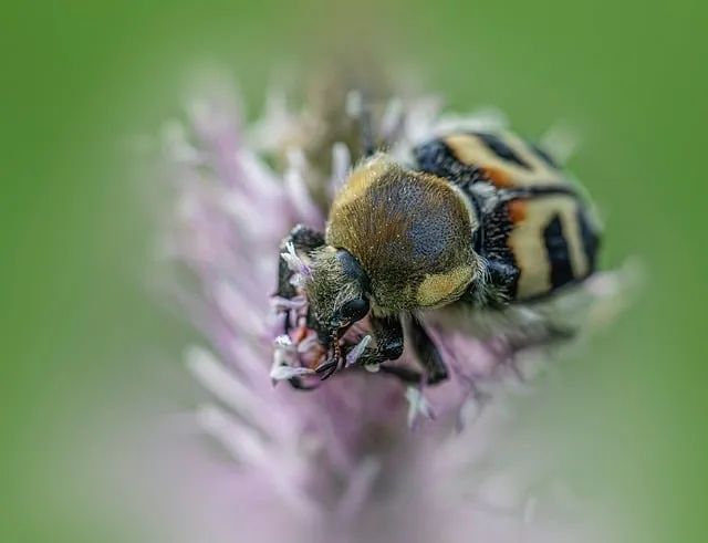 Free Nature Animal photo and picture