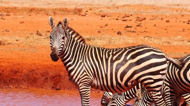 Free Africa Kenya photo and picture