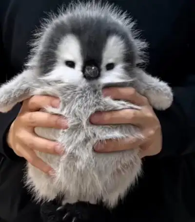 My Realistic Penguin