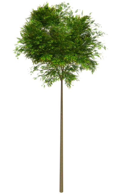 Free Tree 3D illustration and picture