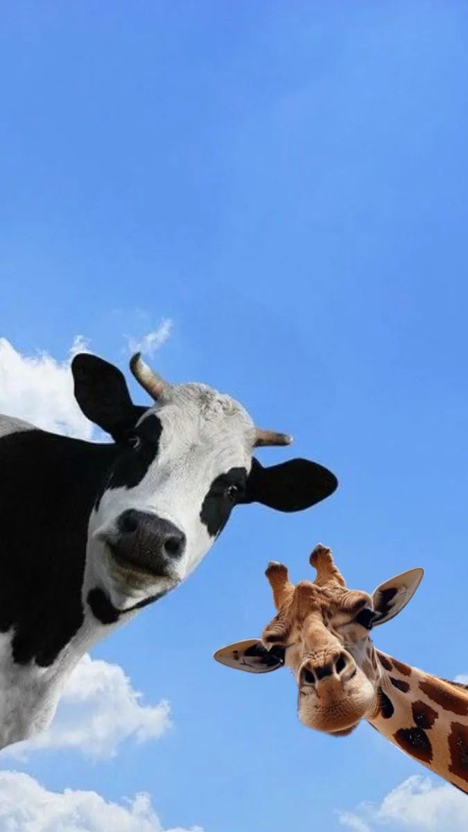 two giraffes standing next to each other in front of a blue sky