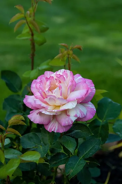 Free Wallpaper Lock Screen Wallpaper photo and picture