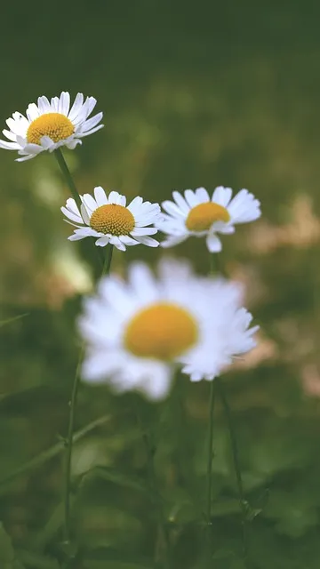 Free Flower Nature photo and picture