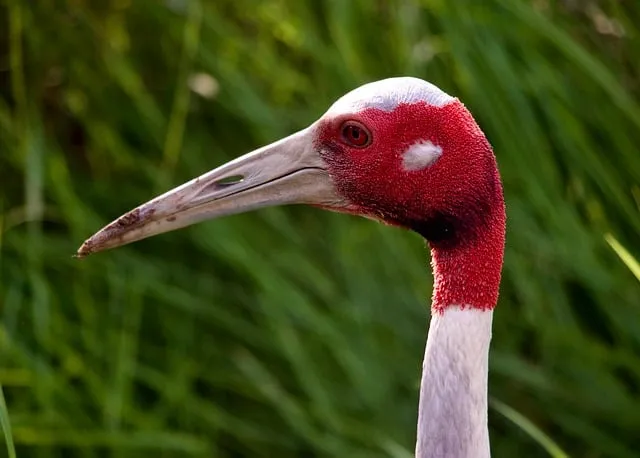 Free Sarus Sarus Crane photo and picture