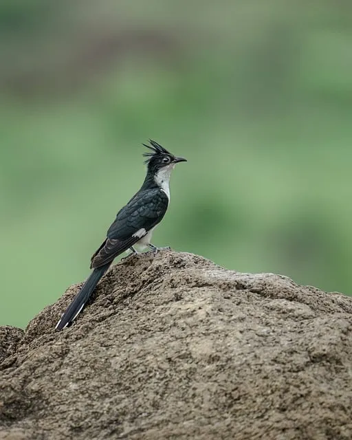 Free Bird Nature photo and picture