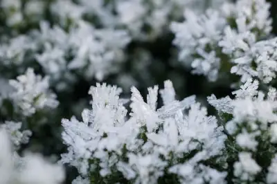 Free Ice Winter photo and picture