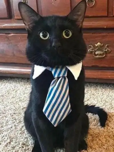 Here Are 17 Hardworking Cats Who Are The Best At Their Jobs