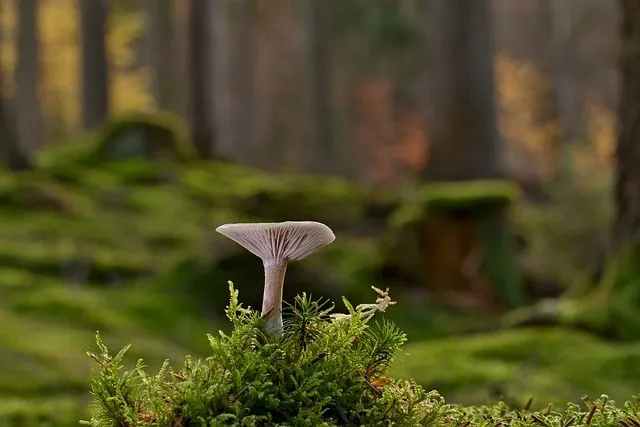 Free Mushroom Moss photo and picture