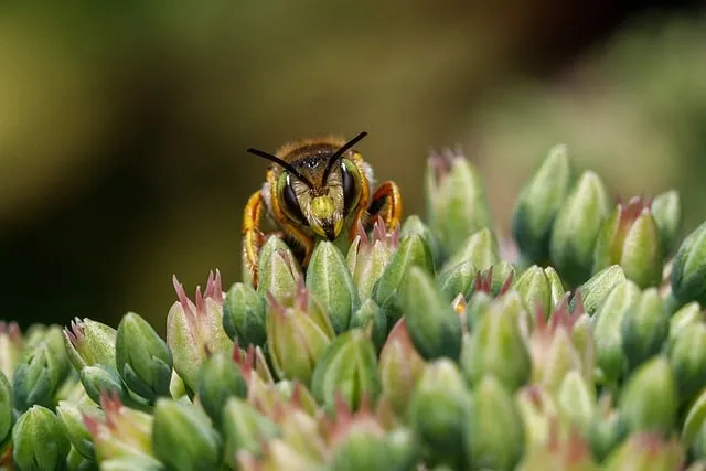 Free Wool Carder Bee Bees photo and picture
