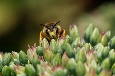 Free Wool Carder Bee Bees photo and picture