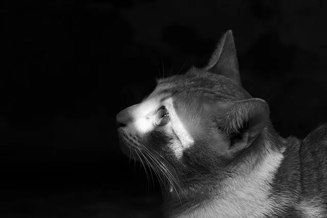 Free Animal Cat photo and picture