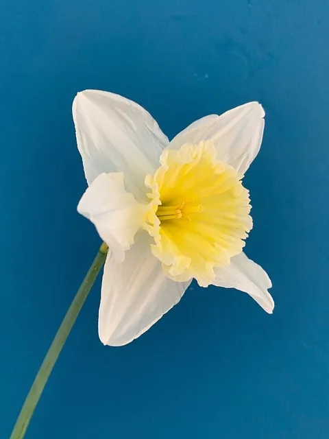 Free Daffodil Flower photo and picture