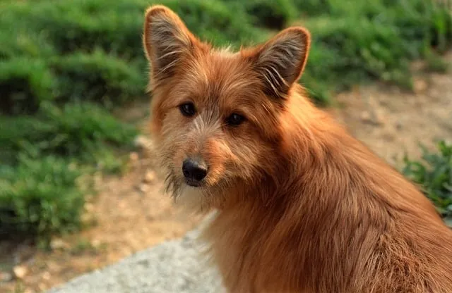 Free Nature Dog photo and picture