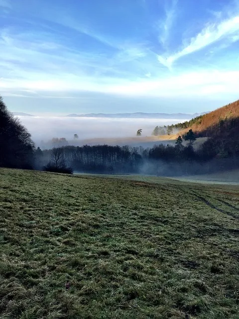 Free Hour Forest photo and picture