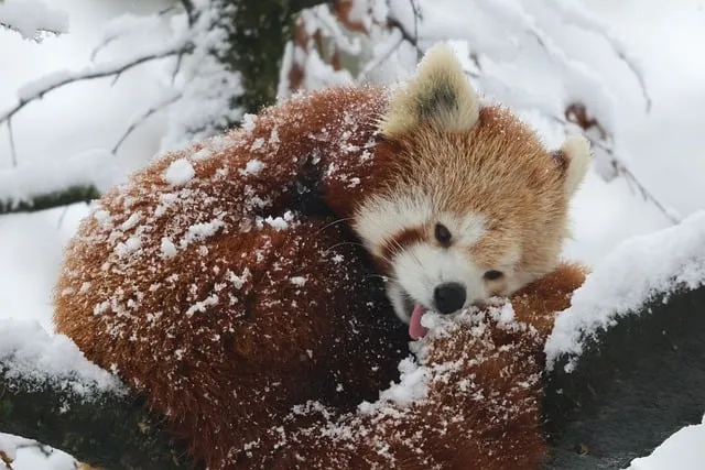 Free Red Panda Animal photo and picture