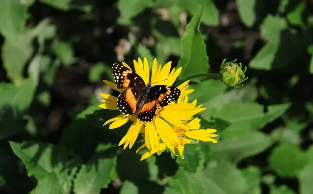 Free Butterfly Flower photo and picture