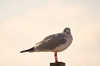 Free Gull Bird photo and picture