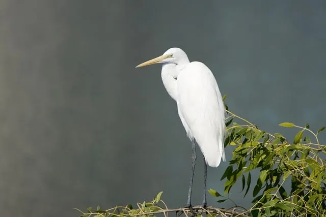 Free Great Egret Egret photo and picture