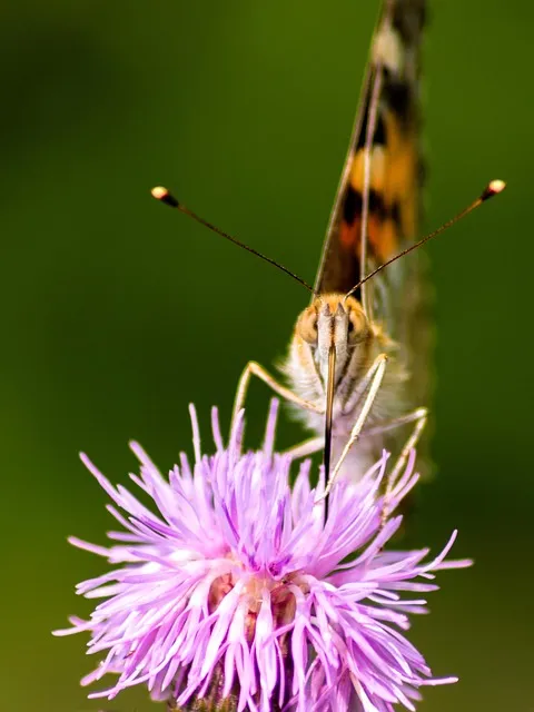 Free Butterfly Nature photo and picture