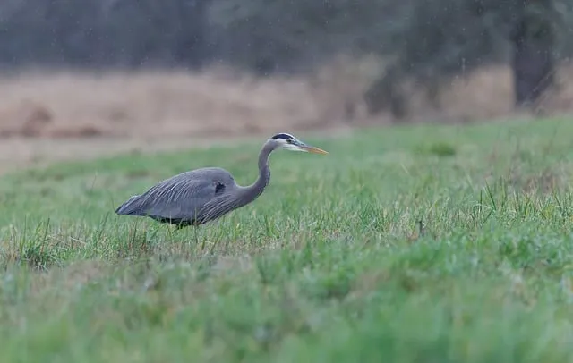 Free Heron Wildlife photo and picture