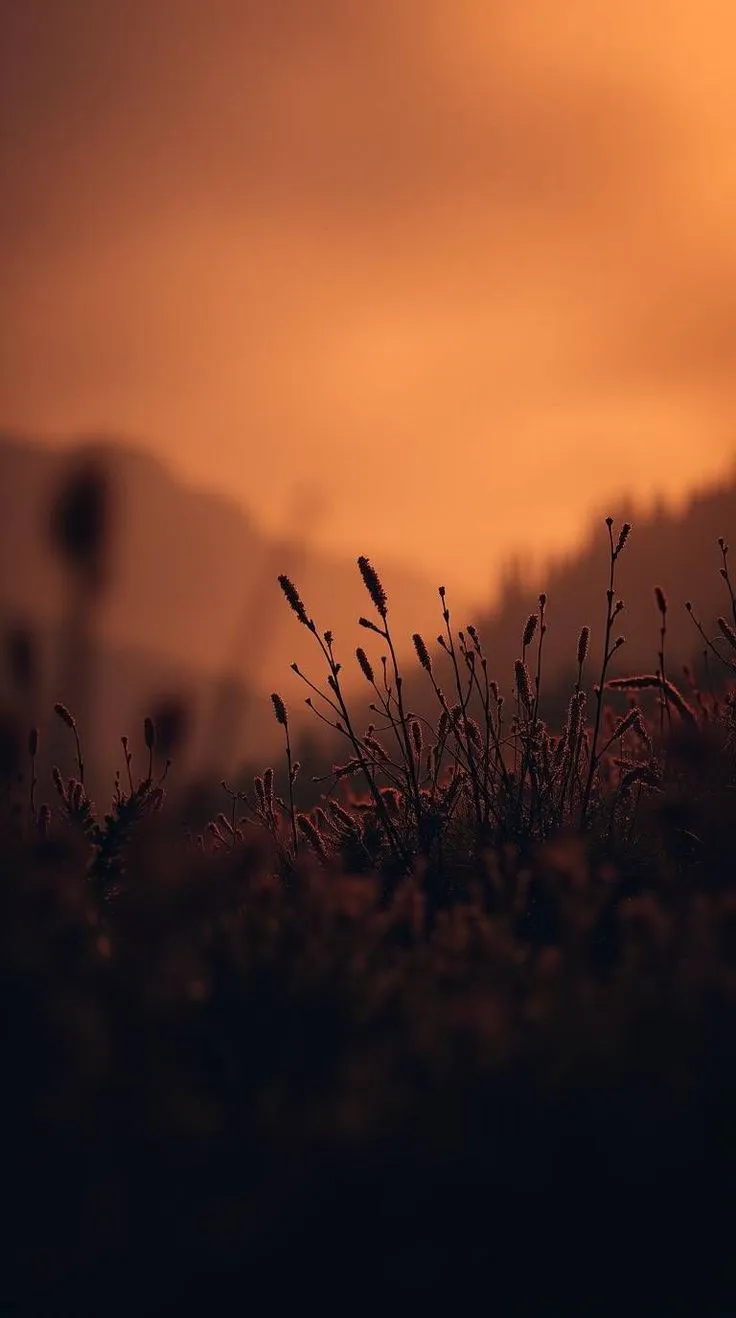 the sun is setting behind some tall grass