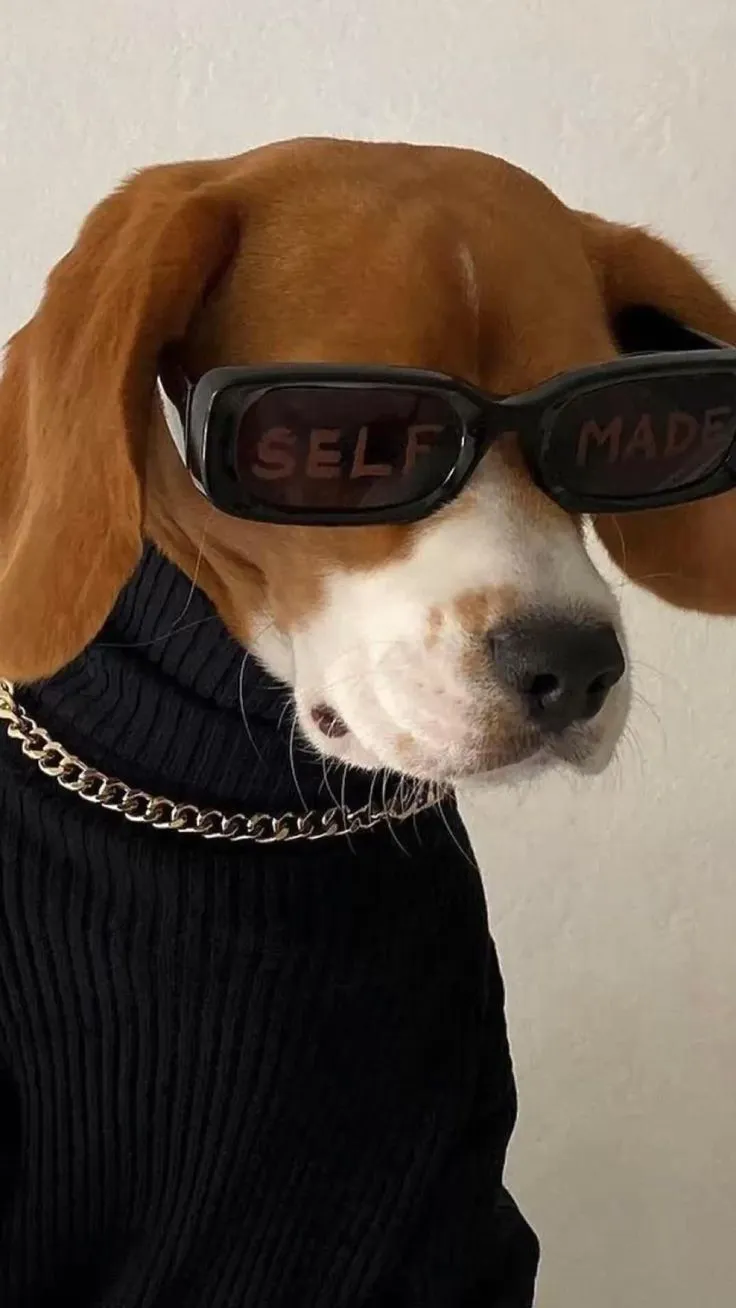 Dog. Cat. Animal lover. Funny animal pictures. Cat lover. Dog lover. Funny memes. Dog meme. Cat meme