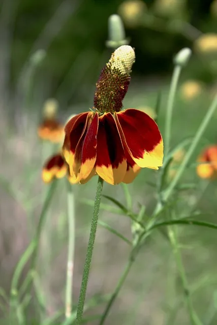 Free Flower Petal photo and picture