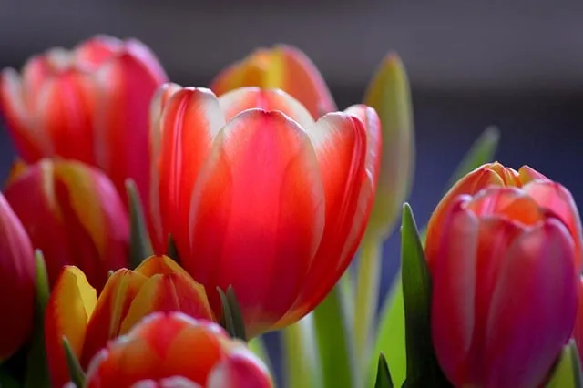 Free Tulips Flower photo and picture