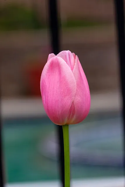 Free Flower Floral Background photo and picture