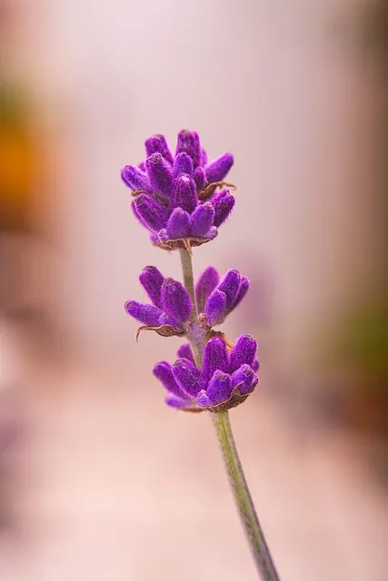 Free Lavender Floral Background photo and picture