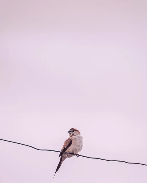 Free Bird Iphone Wallpaper photo and picture