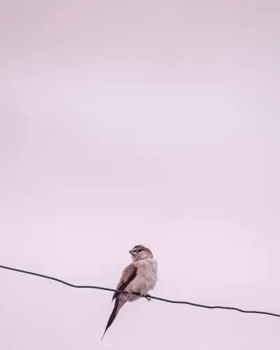 Free Bird Iphone Wallpaper photo and picture