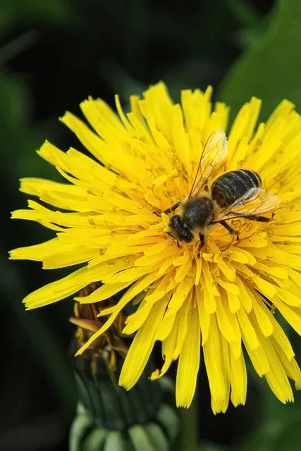 Free Bee Insect photo and picture