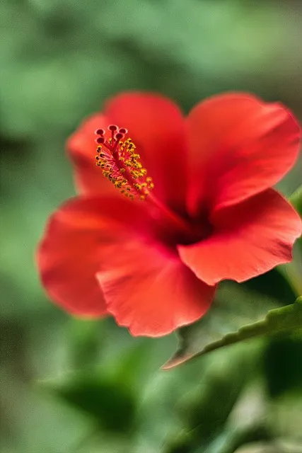 Free Petals Stamen photo and picture