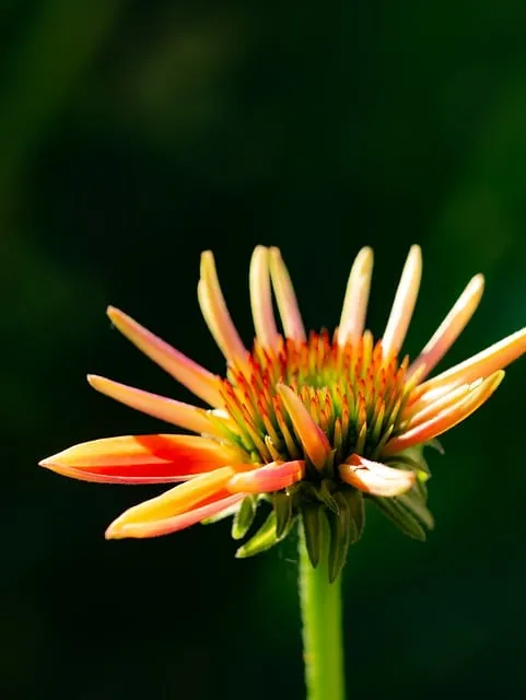 Free Sun Hat Flower photo and picture