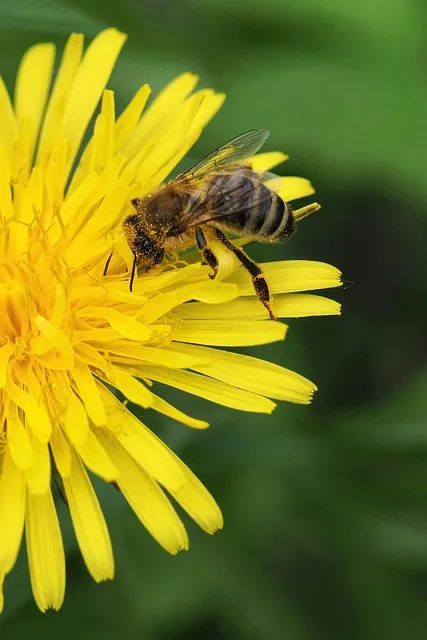 Free Pollination Bee photo and picture