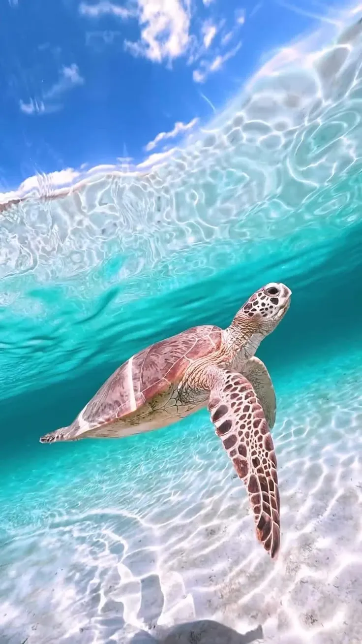 To celebrate World Turtle Day, let's dive into the underwater world of Australia's beautiful sea turtles! Australia is home to six of the world's seven marine turtle species, including the gorgeous green sea turtle (Chelonia mydas) 💚 To learn 