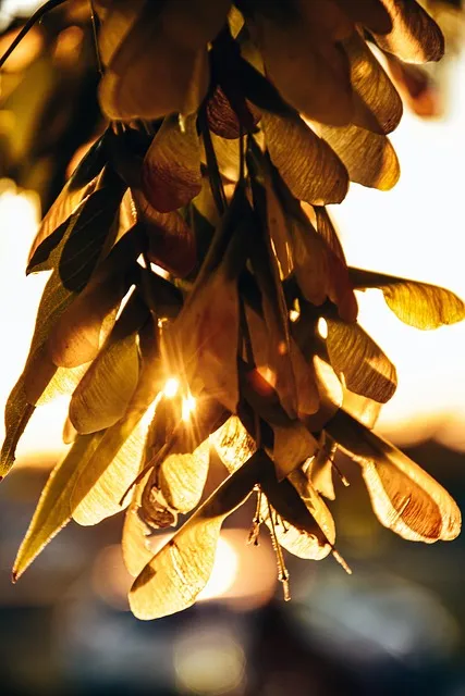 Free Maple Seeds Branch photo and picture