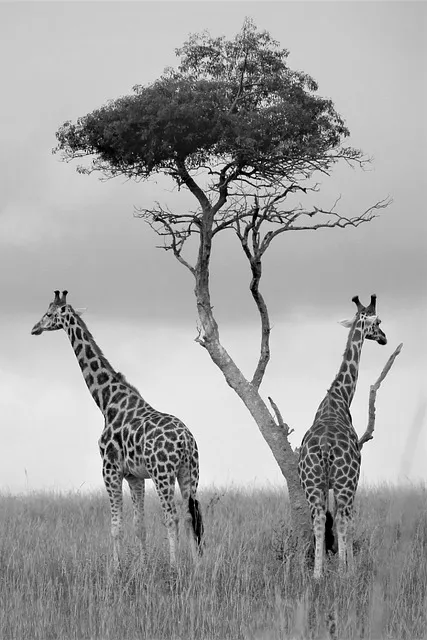 Free Uganda Wildlife Monochrome photo and picture