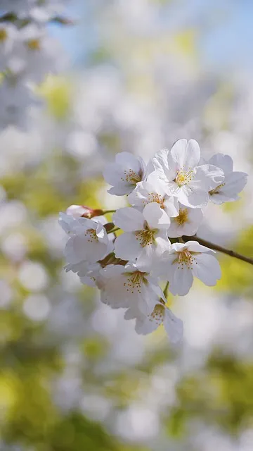 Free Cherry Blossom Petal photo and picture