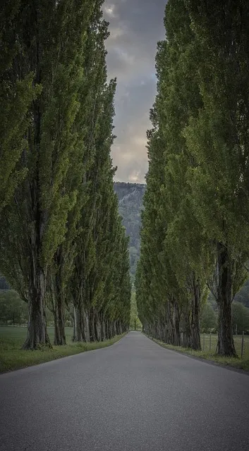 Free Landscape Forest photo and picture